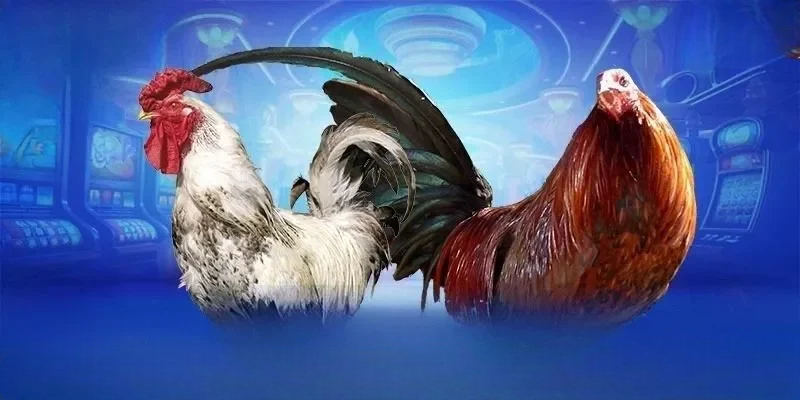 Đá Gà Sin88 – Nền Tảng Giải Trí Được Quan Tâm Hiện Nay